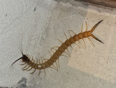 Scolopendra valida