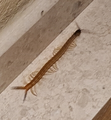 Scolopendra valida