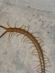 Scolopendra valida
