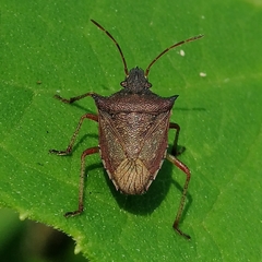 Berecynthus
