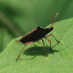 Berecynthus