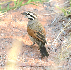 Emberiza capensis bradfieldi