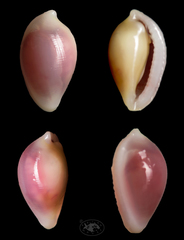Testudovolva ericae