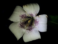 Rothmannia macrophylla