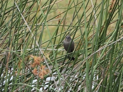 Chrysomus ruficapillus