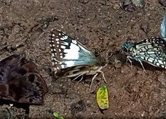 Heliopetes domicella