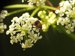 Sennius lateapicalis