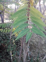 Ailanthus