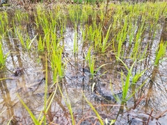 Carex lacustris