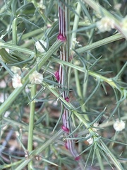 Salsola