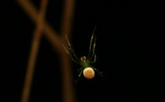 Araneus viridisomus