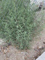 Salsola