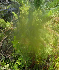 Erica leucopelta