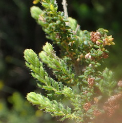 Erica leucopelta