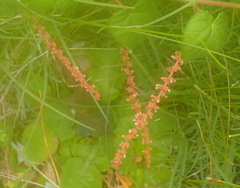 Acalypha capensis