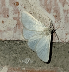 Idia immaculalis