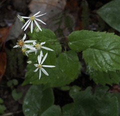 Eurybia chlorolepis