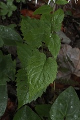 Eurybia chlorolepis