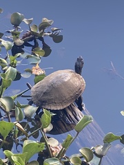 Graptemys pseudogeographica