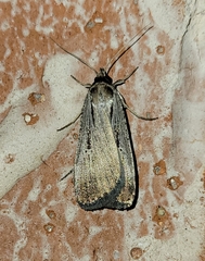 Tathorhynchus exsiccata