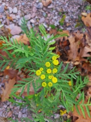 Tanacetum vulgare