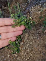 Galium andrewsii