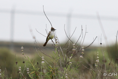 Myiarchus cinerascens