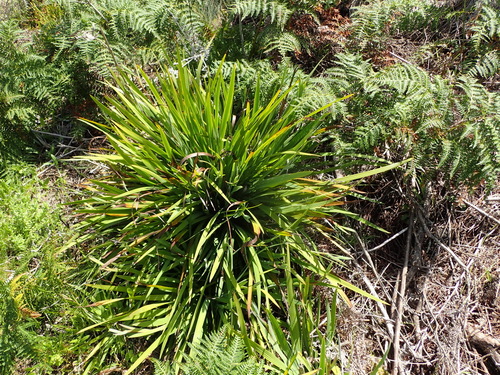 Aristea ensifolia, photograph 5