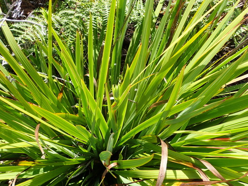 Aristea ensifolia, photograph 3