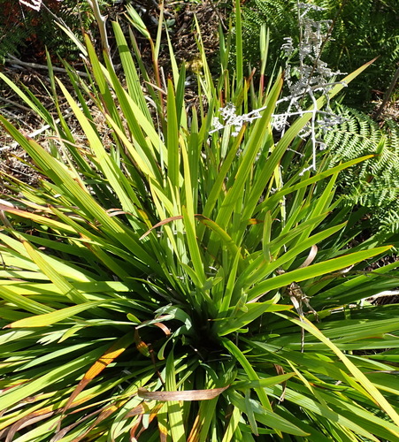 Aristea ensifolia, photograph 4