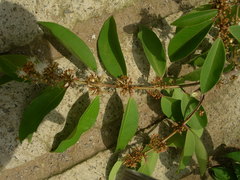 Eugenia tonii