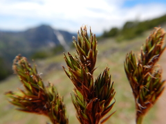 Carex tahoensis