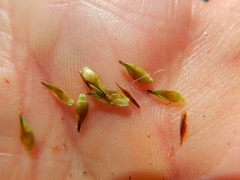 Carex tahoensis