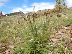 Carex tahoensis