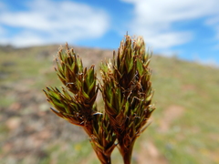 Carex tahoensis