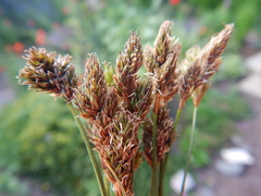 Carex tahoensis