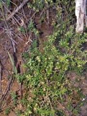 Galium andrewsii
