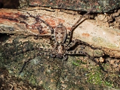 Heteropoda amphora