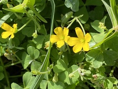 Oxalis corniculata