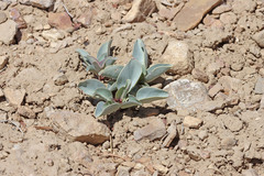 Penstemon pachyphyllus