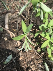 Polygonatum