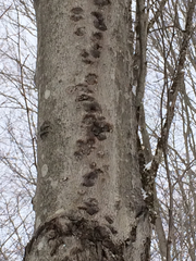 Cryptococcus fagisuga