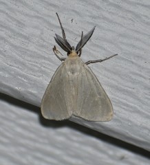 Neoplynes eudora