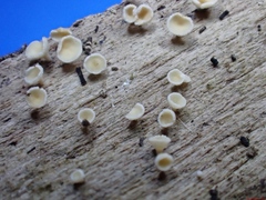 Lachnum brevipilosum