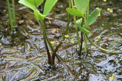 Utricularia minor