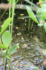 Utricularia minor
