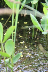 Utricularia minor