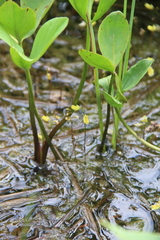 Utricularia minor