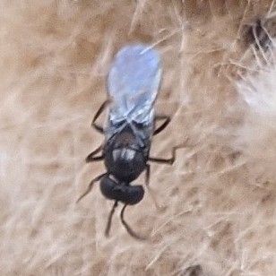 Wasp (Ooencyrtus kuvanae) photo 4