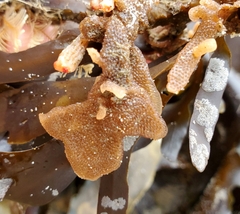 Pherusella brevituba